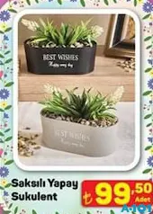 SAKSILI YAPAY SUKULENT